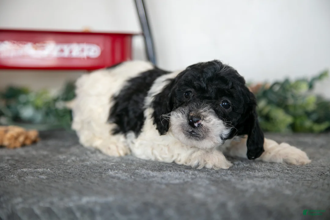 Miniature Poodle dogs for sale: Frannie - Ad 3