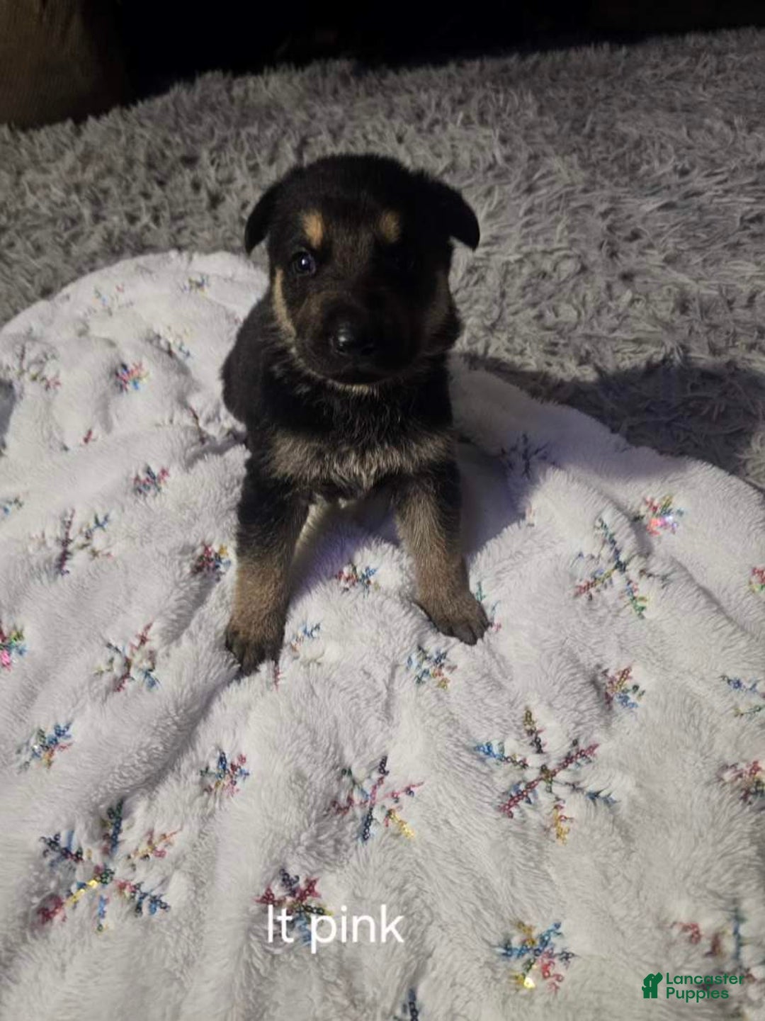 German Shepherd dogs for sale: German Shepherd Puppy 4 - Ad 1