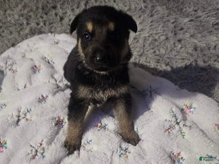 German Shepherd dogs German Shepherd Puppy 4 - Ad 42