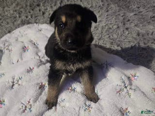 German Shepherd dogs German Shepherd Puppy 4 - Ad 26