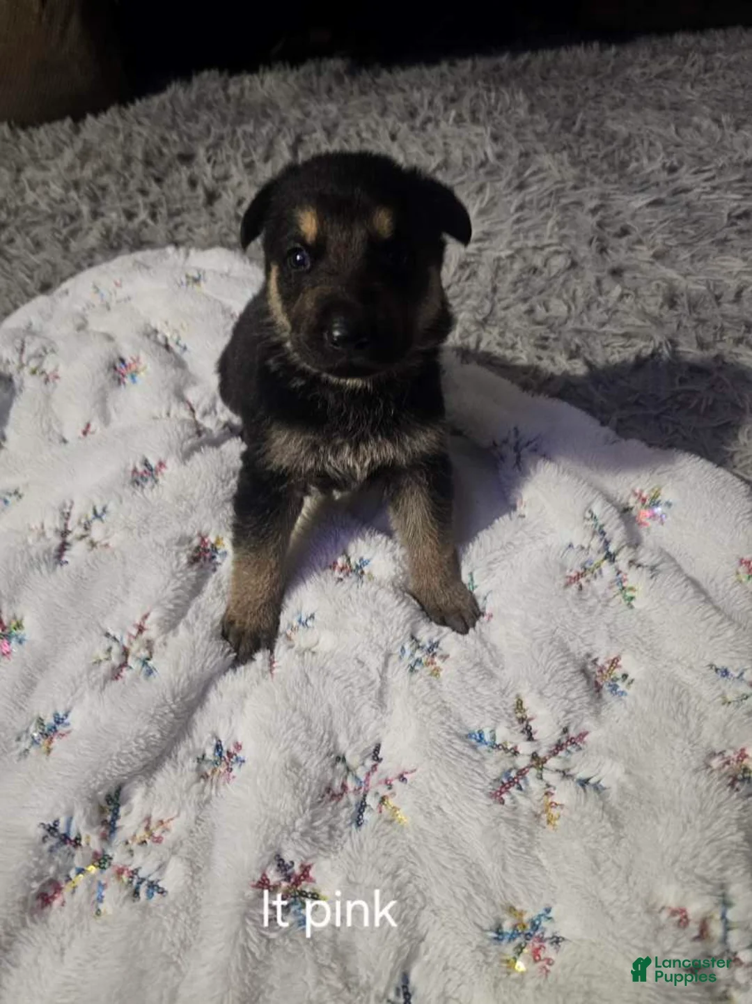 German Shepherd dogs for sale: German Shepherd Puppy 4 - Ad 1