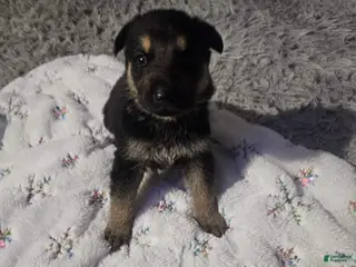 German Shepherd dogs German Shepherd Puppy 4 - Ad 38