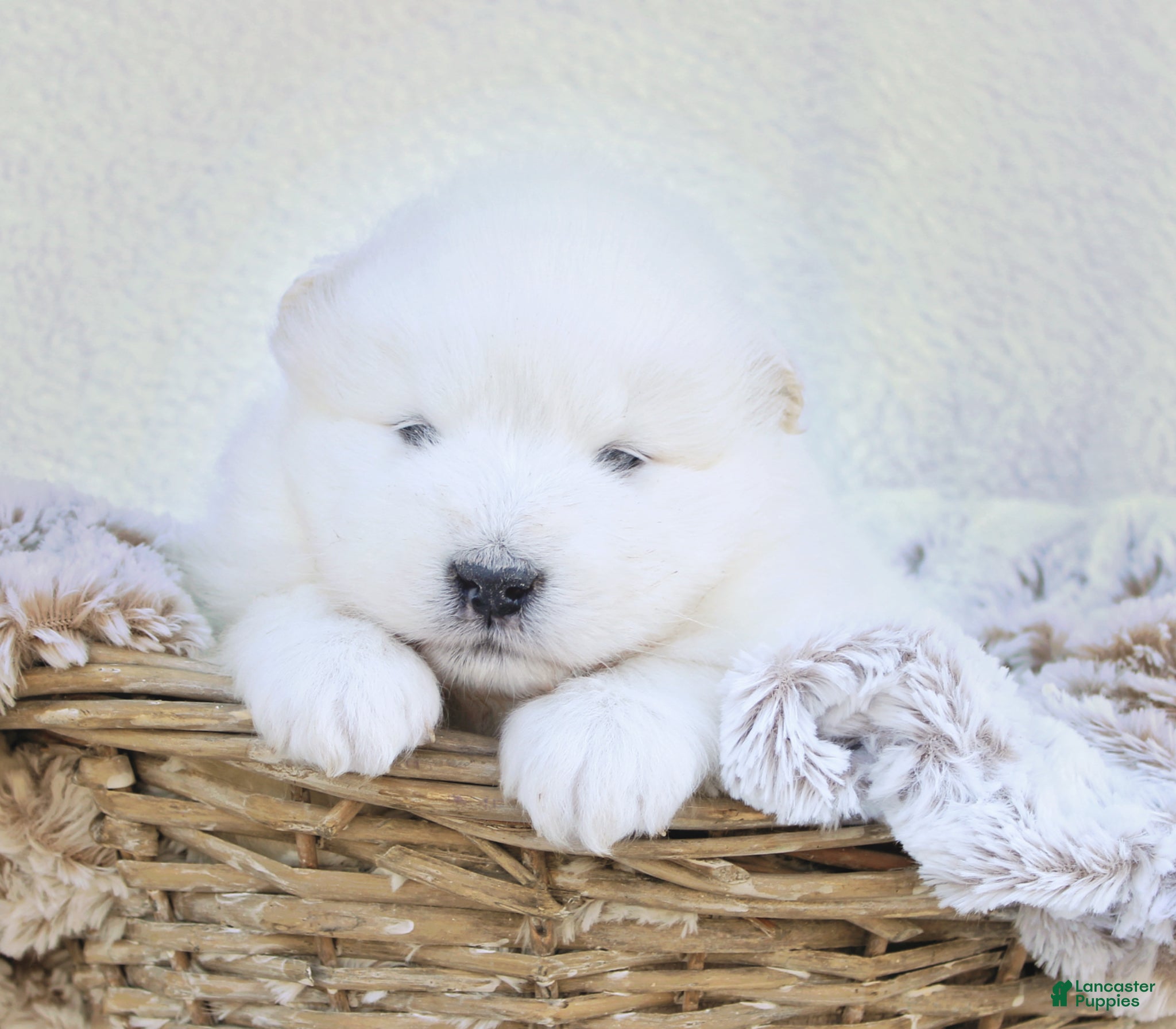 Samoyed dogs Samoyed Puppy 2 - Ad 9