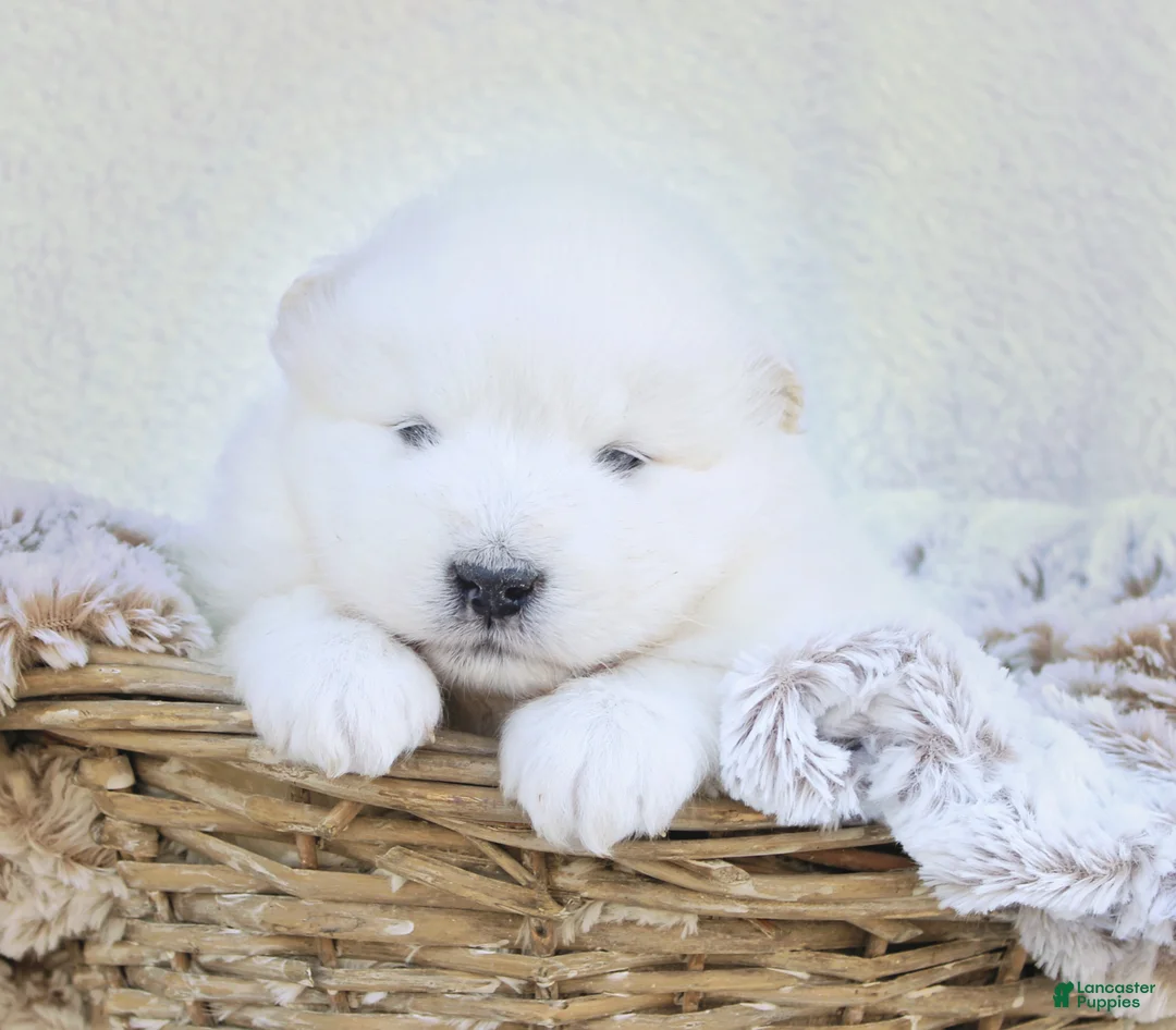 Samoyed dogs for sale: Samoyed Puppy 2 - Ad 1