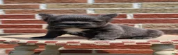 French Bulldog dogs for sale: Eden - Ad 2