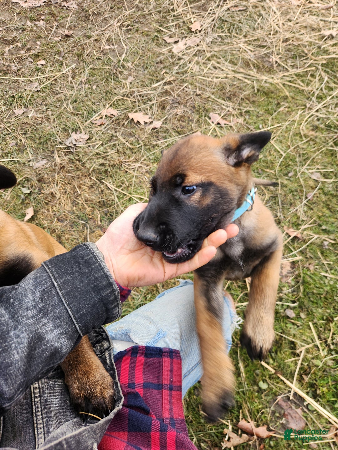 Belgian Malinois dogs for sale: Light Blue - Ad 8