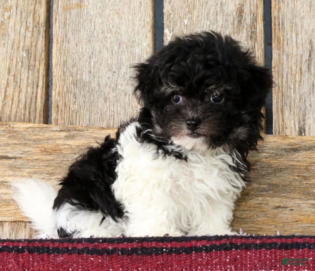 Havanese dogs Bella - Ad 1
