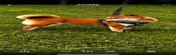 Shiba Inu dogs for sale: Paula  - Ad 3