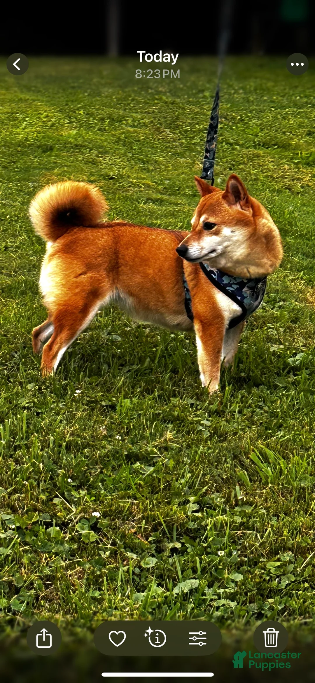 Shiba Inu dogs for sale: Paula  - Ad 3