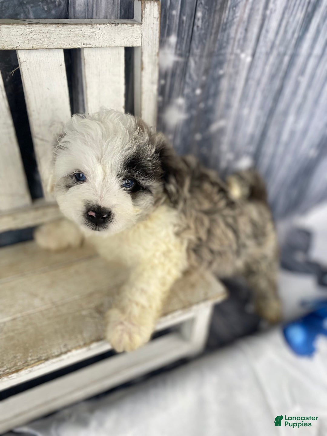 Mini Aussiedoodle dogs for sale: Iris - Ad 7