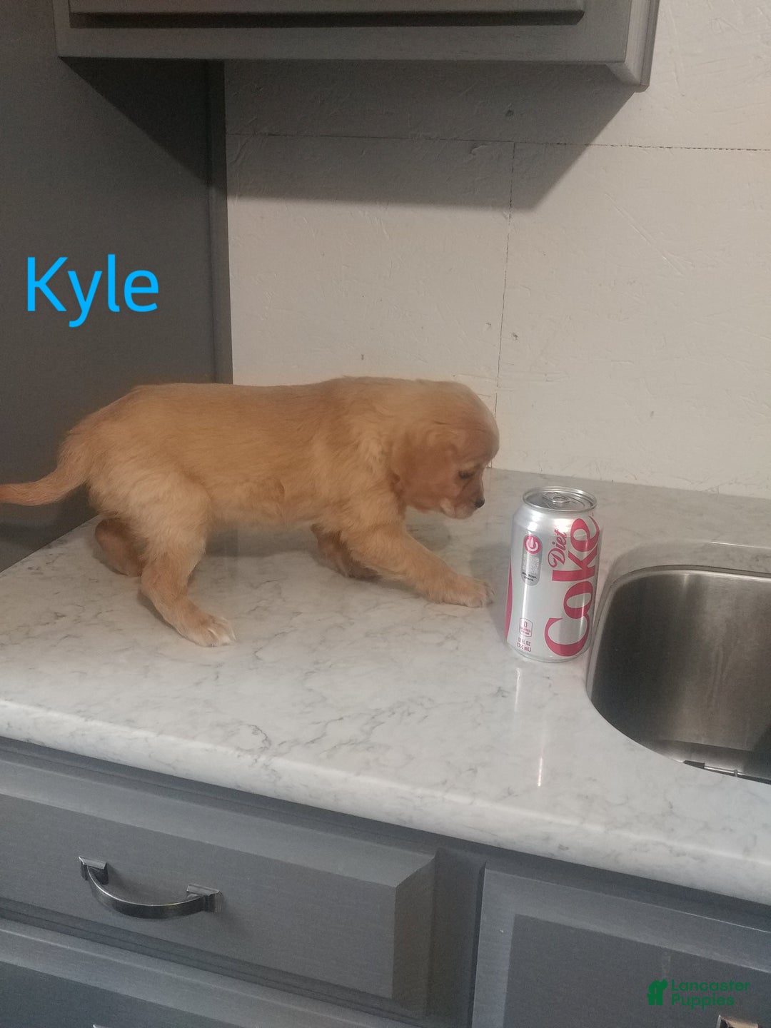Mixed Breed dogs for sale: Kyle - Ad 3