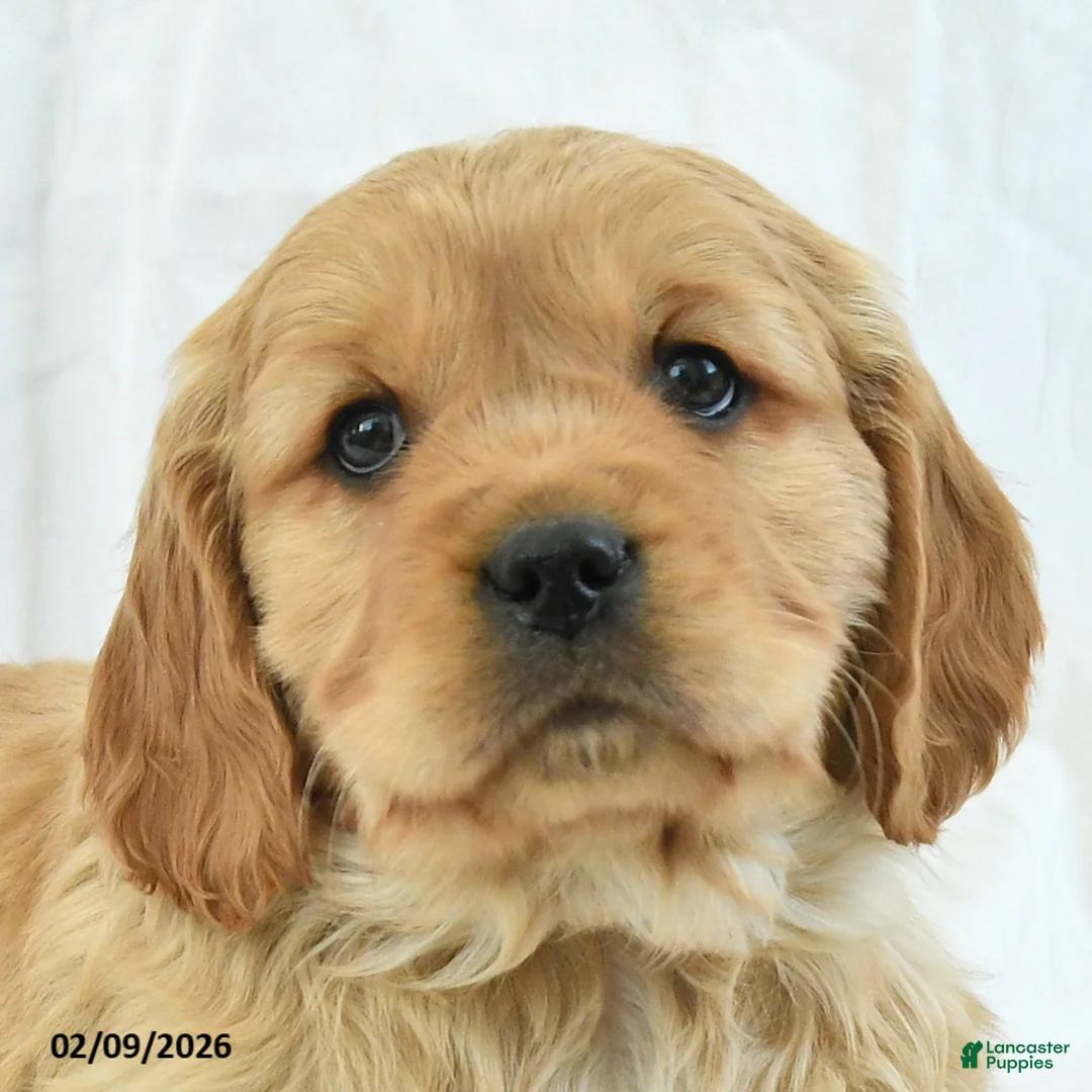 Miniature Golden Retriever dogs for sale: Teady - Ad 3