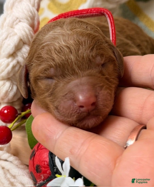 Standard Poodle dogs Milo - Ad 34