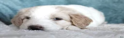 Goldendoodle dogs for sale: Max - Ad 2