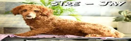 Miniature Poodle dogs for sale: Lizzy - Ad 11