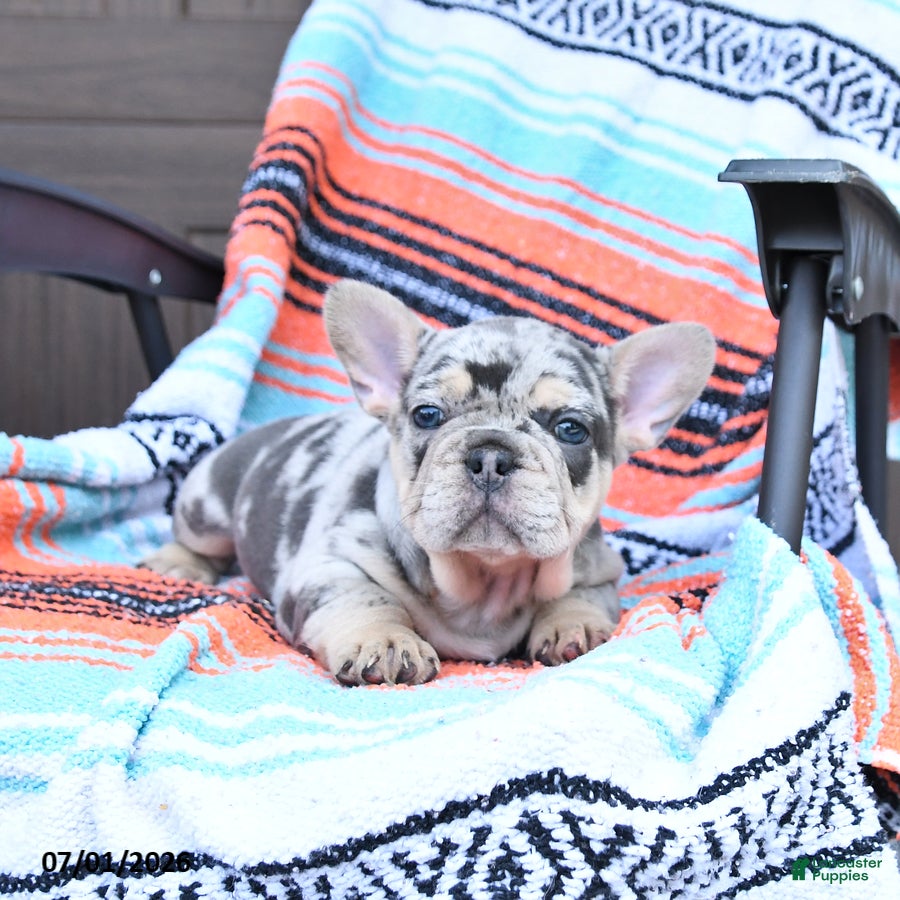 Mixed Breed dogs Checkers - Ad 2