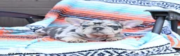 Mixed Breed dogs for sale: Checkers - Ad 2