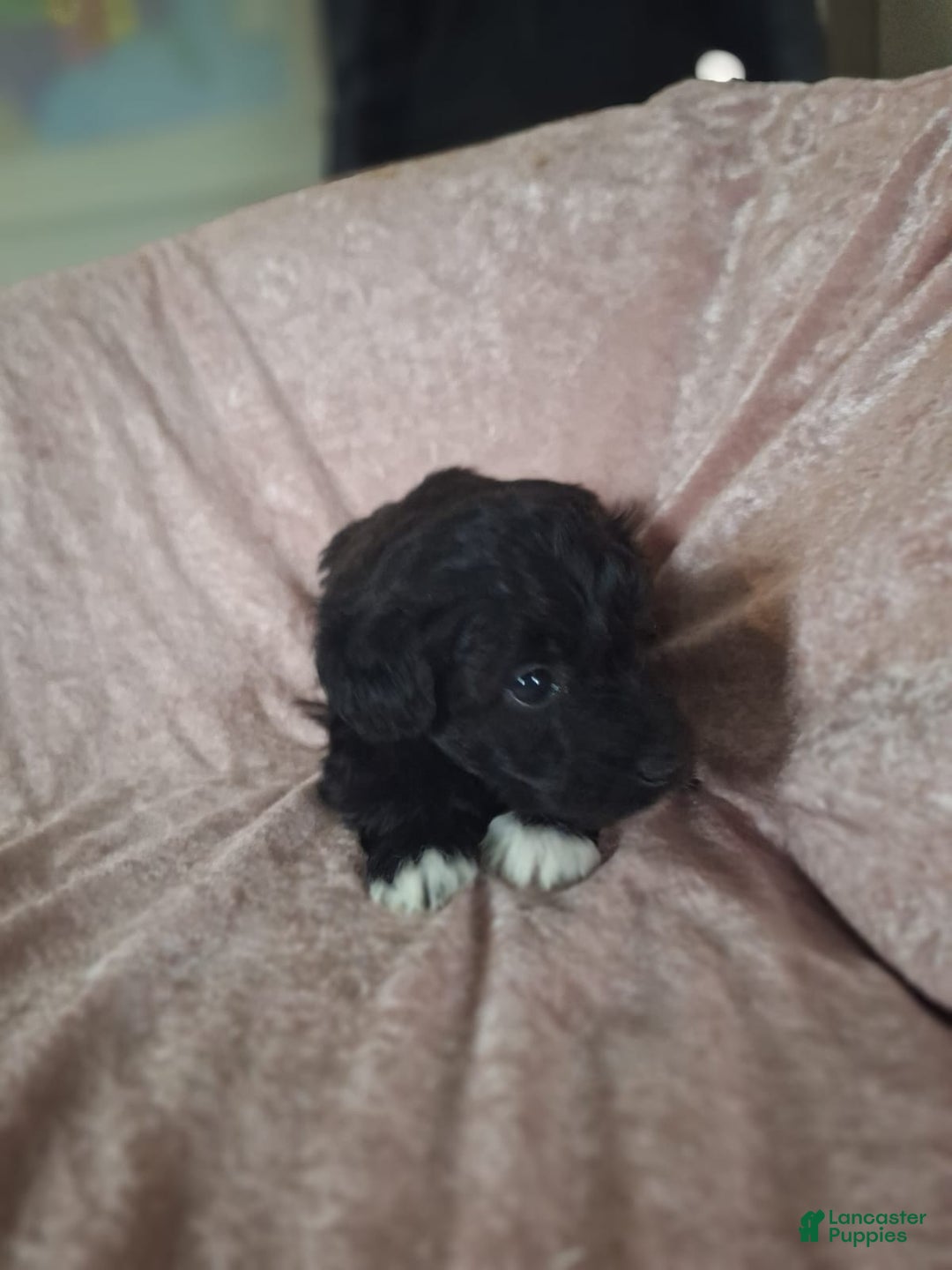 Mini Aussiedoodle dogs for sale: London - Ad 1