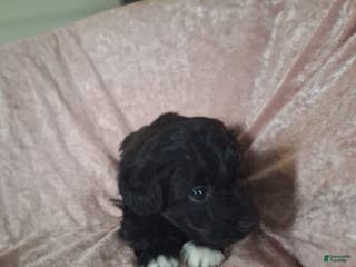 Mini Aussiedoodle dogs London - Ad 5