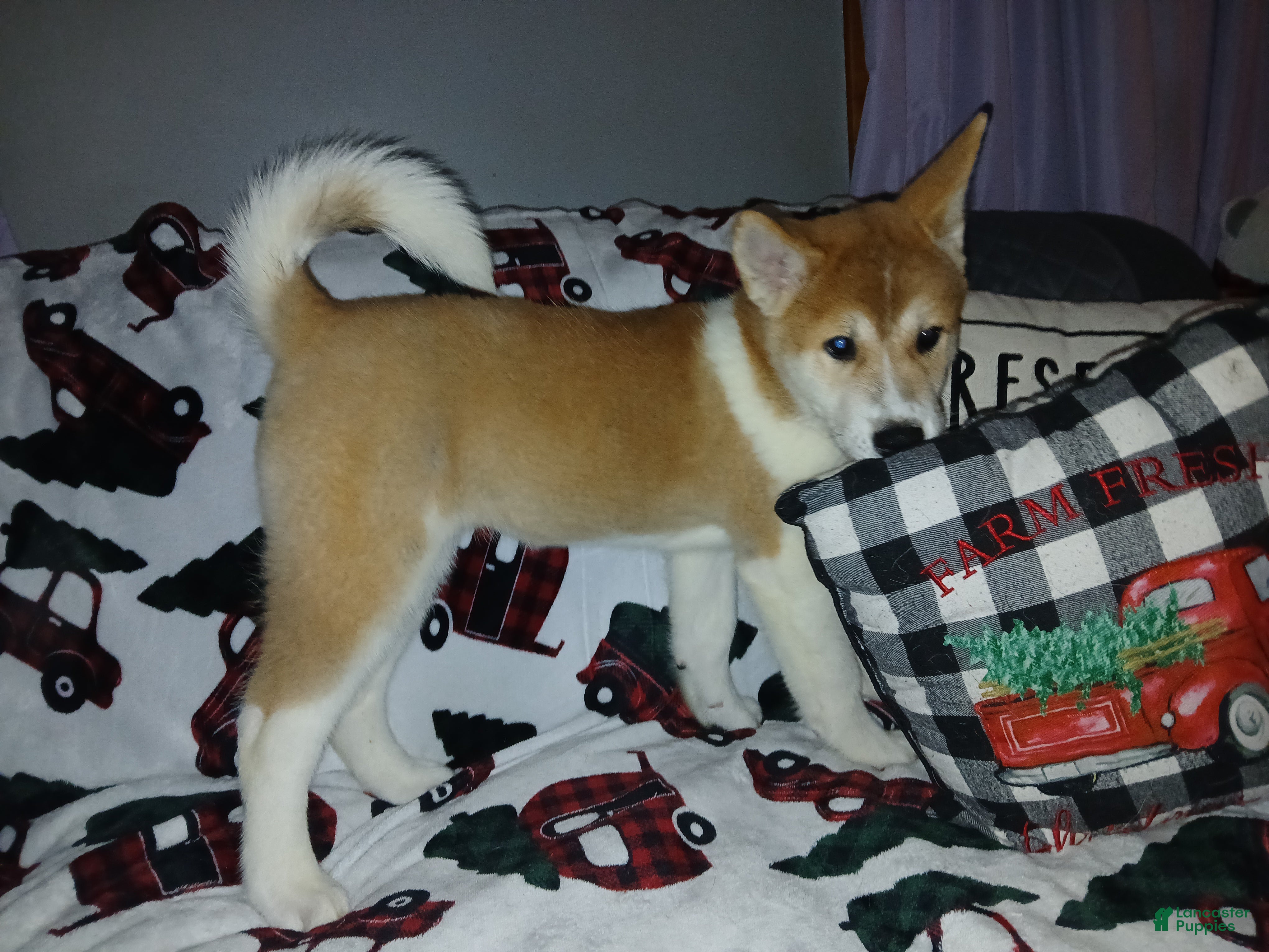 Akita dogs Aries  - Ad 22