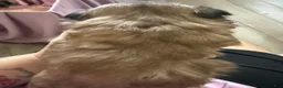 Shih Tzu dogs for sale: Shih Tzu 2 - Ad 4