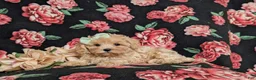 Maltipoo dogs for sale: Emerson 6 lbs Full Grown - Ad 6