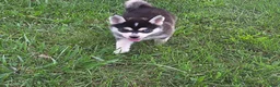 Pomsky dogs for sale: Lovely  - Ad 5