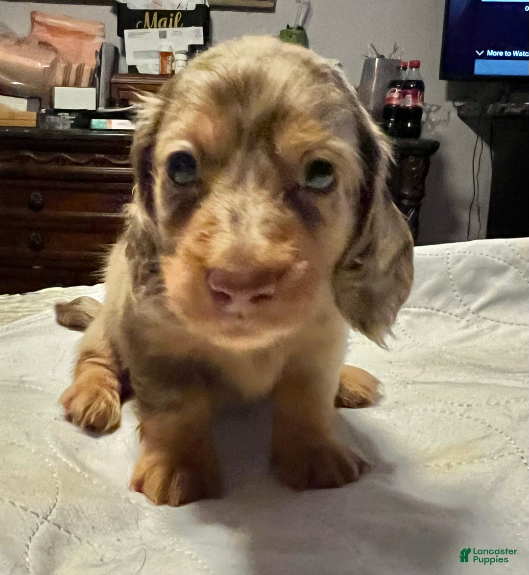 Miniature Dachshund dogs for sale: Miniature Dachshund Puppy 1 - Ad 12