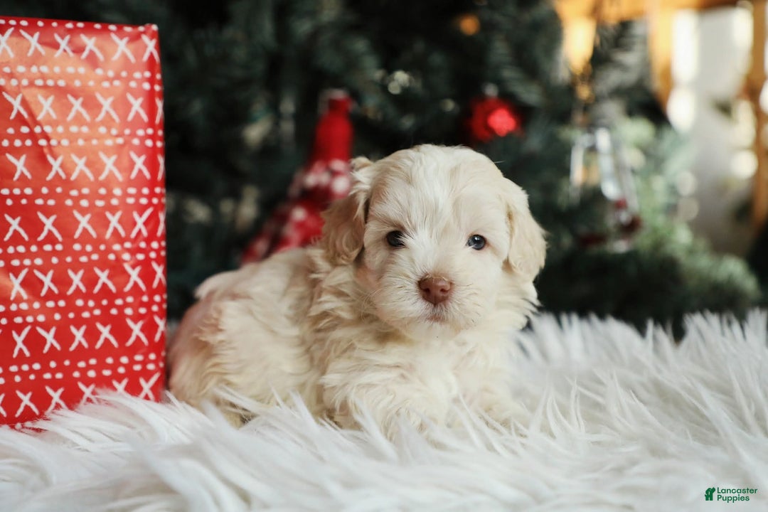 Mini Aussiedoodle dogs for sale: Scout - Ad 2