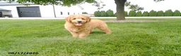 Mini Goldendoodle dogs for sale: Scooter - Ad 1