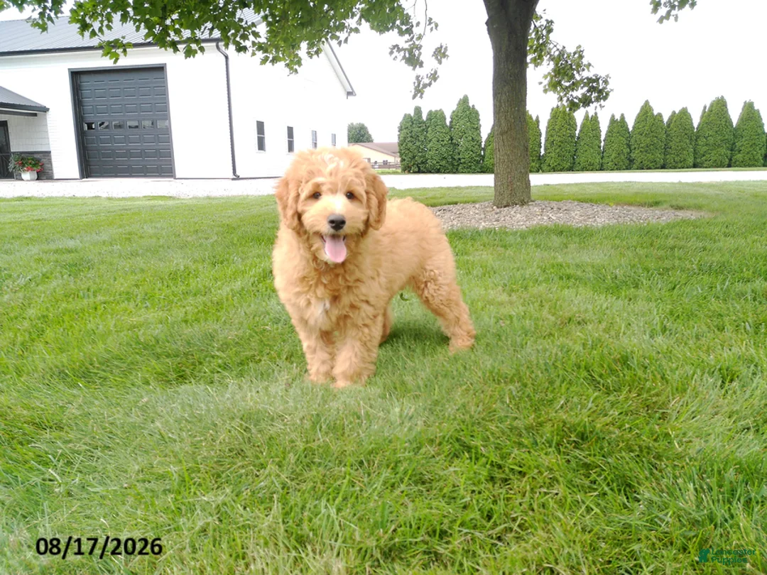 Mini Goldendoodle dogs for sale: Scooter - Ad 1