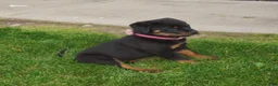 Rottweiler dogs for sale: Lily  - Ad 4