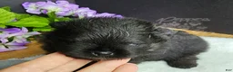 Pomeranian dogs for sale: Pepper's Man In The Mirror - "Manny" - Ad 5