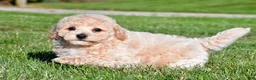 Bichpoo dogs for sale: trey - Ad 3