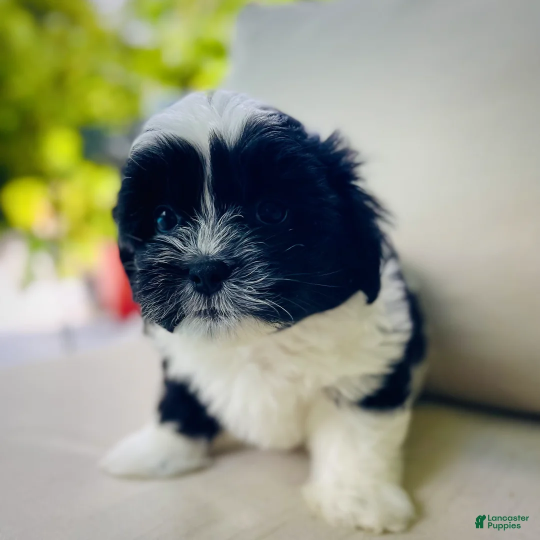 Mixed Breed dogs for sale: Toby - Ad 1