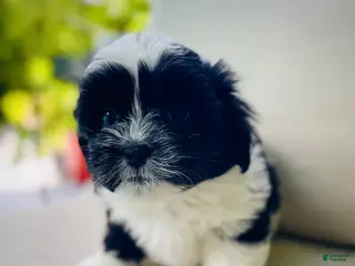 Mixed Breed dogs Toby - Ad 40