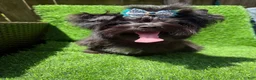 Yorkshire Terrier dogs for sale: Solid black male  - Ad 6