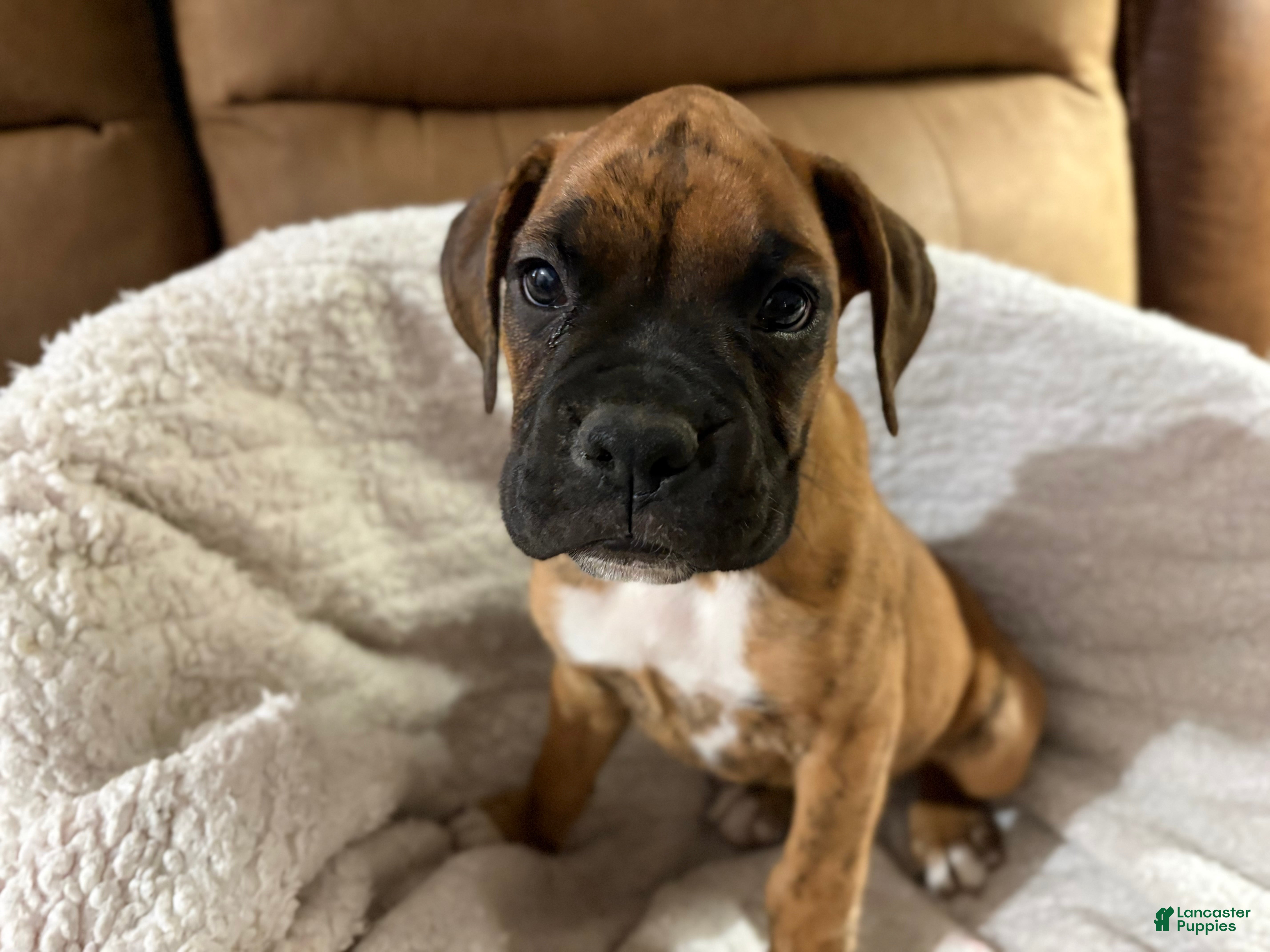 Half-Breed (Boxer, Male) in Butler, PA