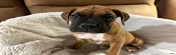 Boxer dogs for sale: Half-Breed - Ad 1