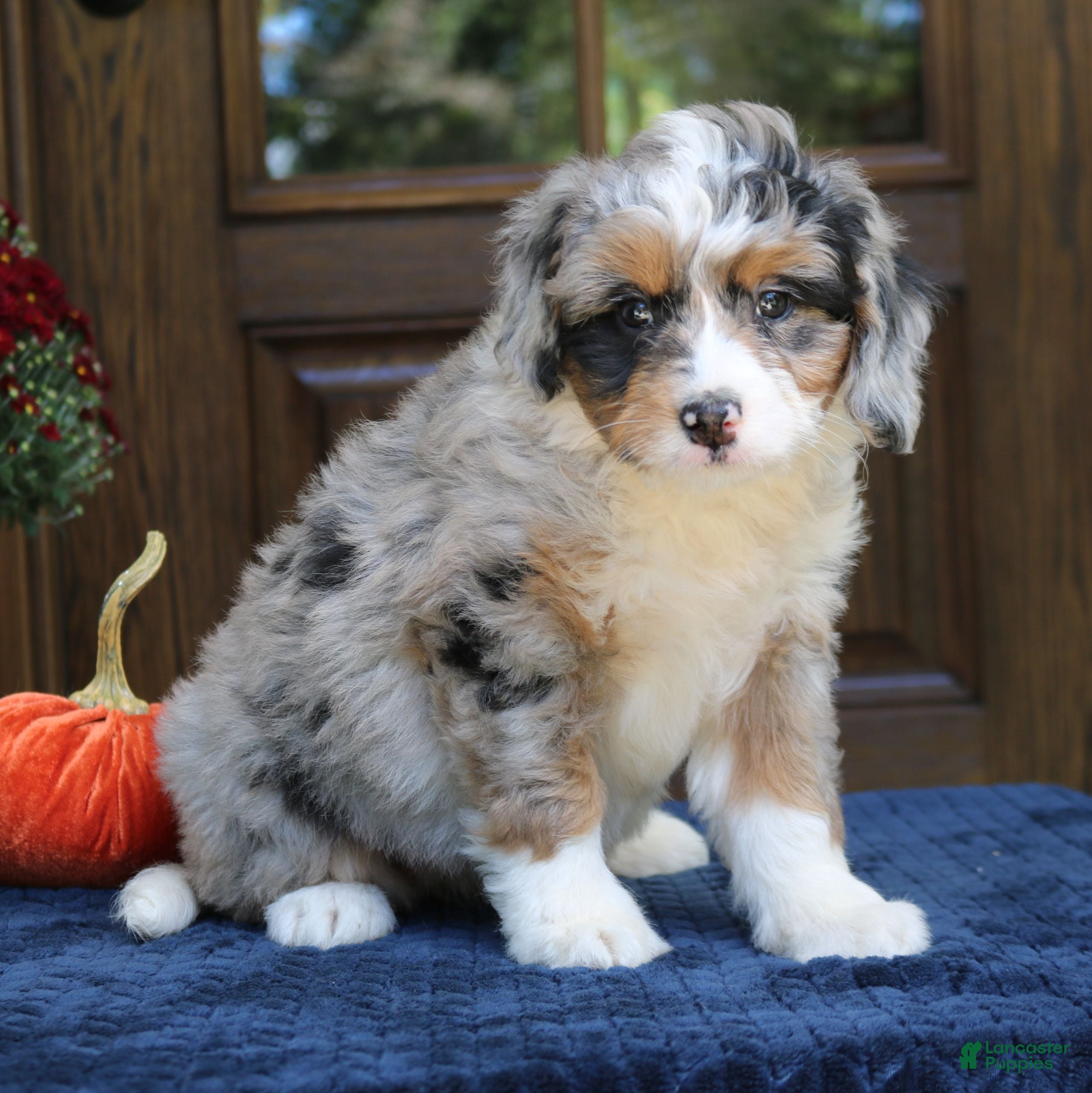 Mini Bernedoodle dogs for sale: Gigi  - Ad 2