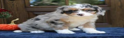 Mini Bernedoodle dogs for sale: Gigi  - Ad 2