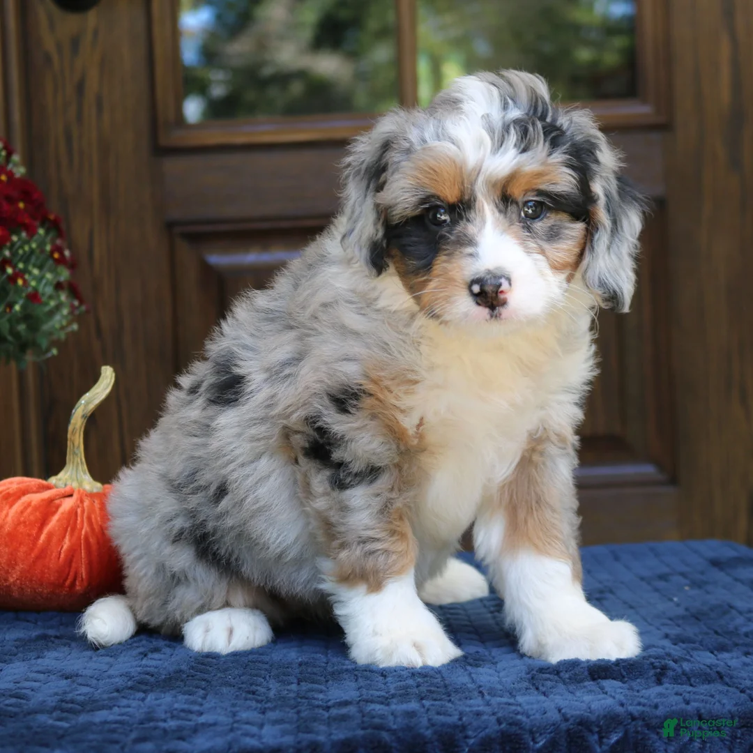 Mini Bernedoodle dogs for sale: Gigi  - Ad 2