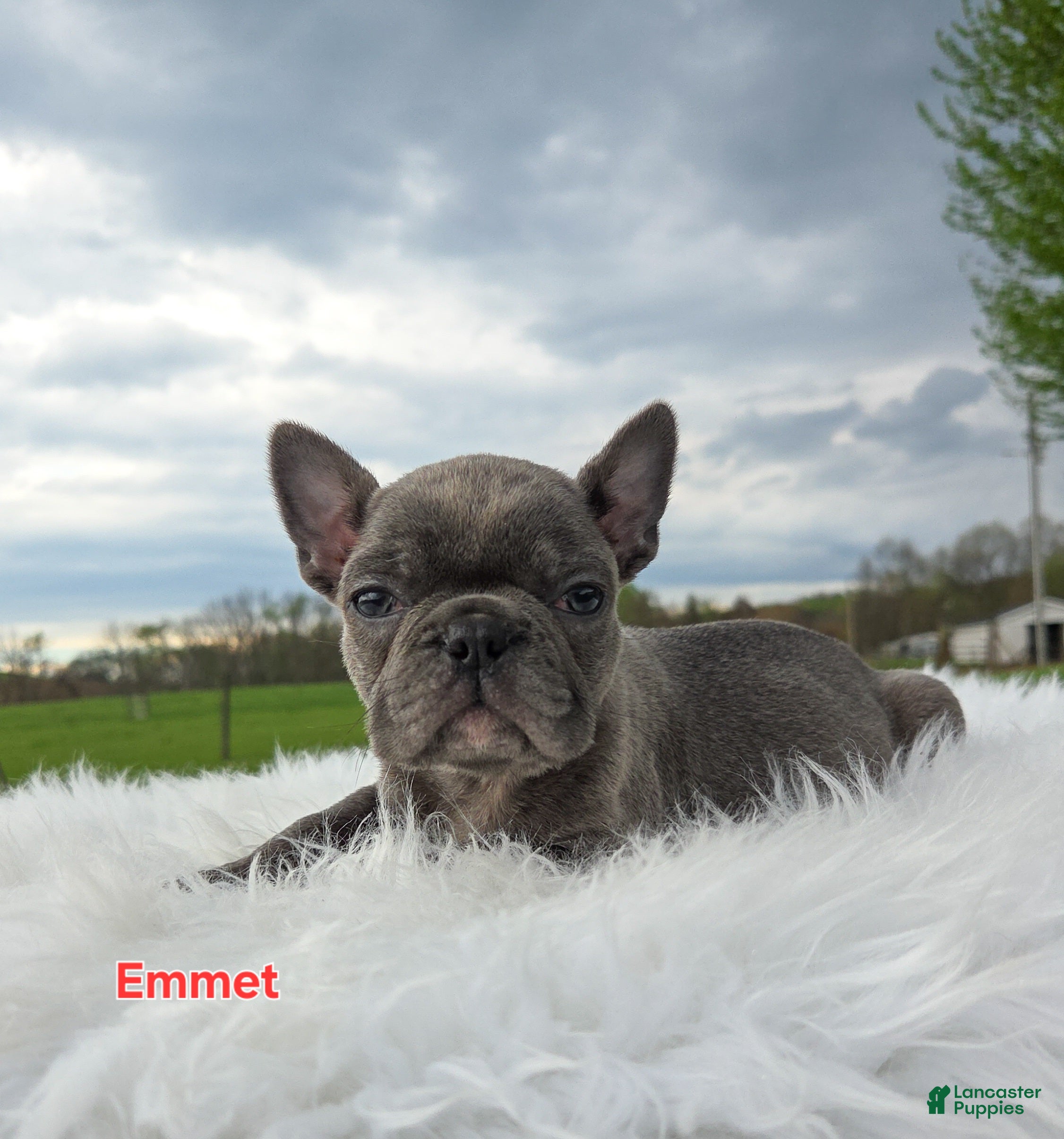 Frenchton dogs Emmet  - Ad 1