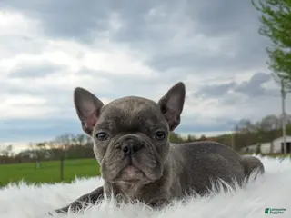 Frenchton dogs for sale: Emmet - Ad 3