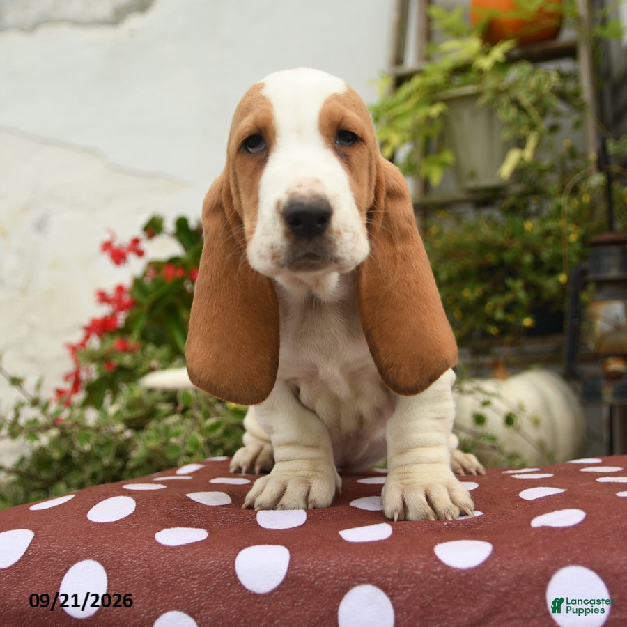 Basset Hound dogs Genesis - Ad 1