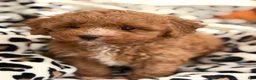 Toy Poodle dogs for sale: Fifi - Ad 3
