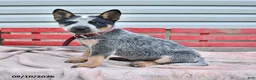 Australian Cattle Dog dogs for sale: Sadie - Ad 3