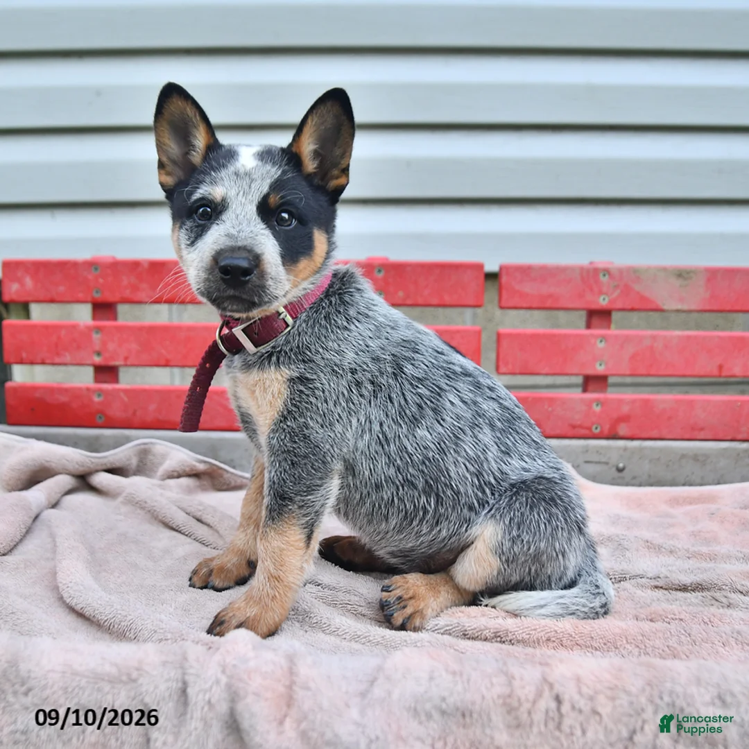 Australian Cattle Dog dogs for sale: Sadie - Ad 3