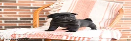 Pug dogs for sale: Ozzie - Ad 2