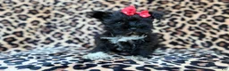 Miniature Schnauzer dogs for sale: Zelda - Ad 10